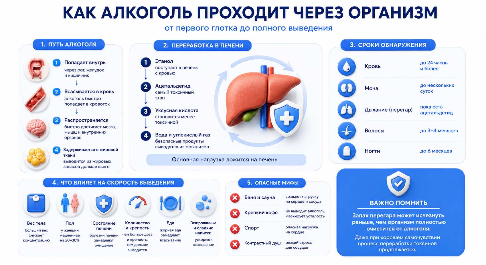 Инфографика на тему того, как алкоголь проходит через организм